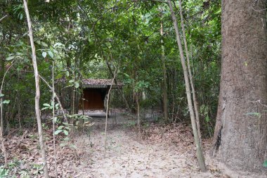 gündüz egzotik orman görünümü