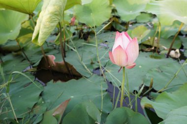 Nelumbo nucifera da Hint Lotus, kutsal Lotus, Hindistan Bean, Mısır Beanor veya zambak olarak bilinen