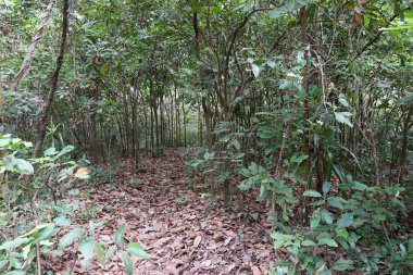 gündüz egzotik orman görünümü