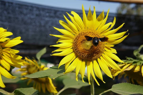 Close Van Verse Bloemen Groeien Buiten — Stockfoto