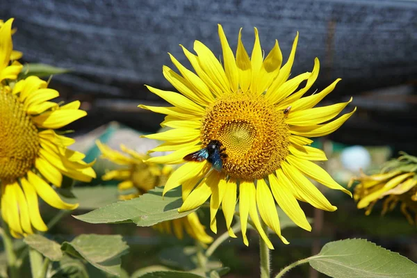 Close Van Verse Bloemen Groeien Buiten — Stockfoto