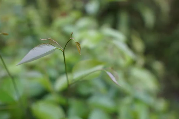 Primer Plano Las Plantas Exóticas Bosque Durante Día —  Fotos de Stock