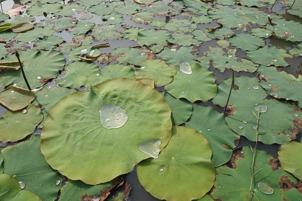 View Lotus Flowers Plantation Daytime — Stock Photo, Image