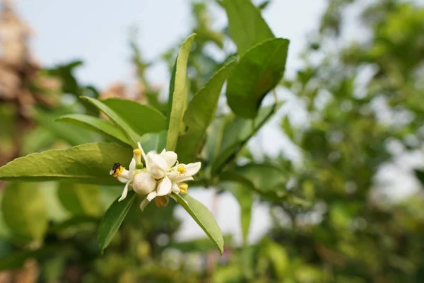 Nahaufnahme Von Frischen Blumen Die Freien Wachsen — Stockfoto