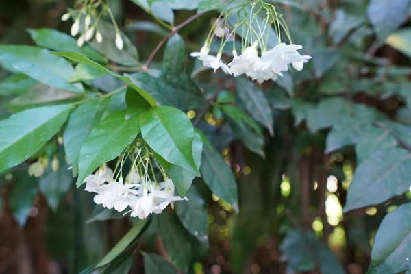 Primer Plano Flores Frescas Que Crecen Aire Libre — Foto de Stock