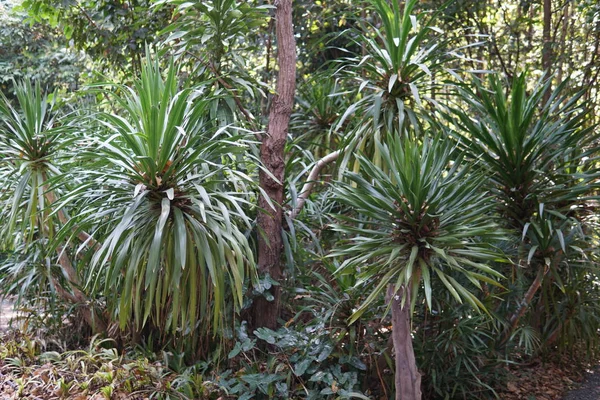 白天在户外的外来植物的特写 — 图库照片