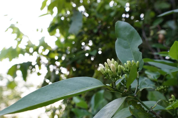 Close Exotic Plants Outdoors Daytime — Stock Photo, Image