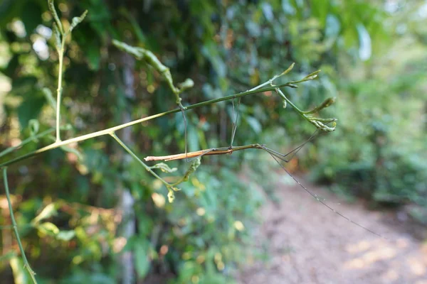 昼間の森のエキゾチックな植物のクローズアップ — ストック写真