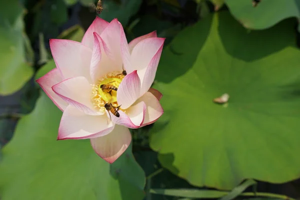 Blick Auf Lotusblumen Plantage Bei Tag — Stockfoto