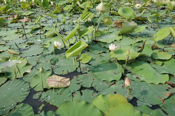 Pohled Plantáž Lotosu Dne — Stock fotografie