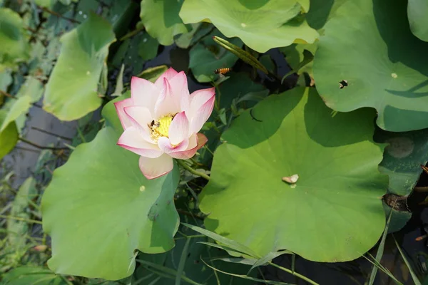 Kilátás Lotus Virágot Ültetvény Nappali — Stock Fotó