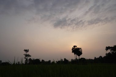 gün batımı sırasında tarım alanının görünümü
