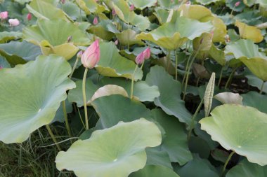 gündüz Lotus çiçek tarlası görünümü