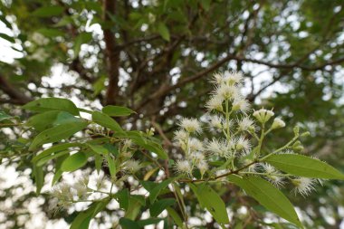 gündüz ormanda egzotik bitkilerin yakın