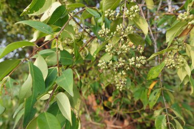 gündüz ormanda egzotik bitkilerin yakın