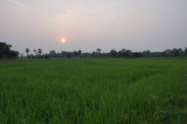 gün batımı sırasında tarım alanının görünümü