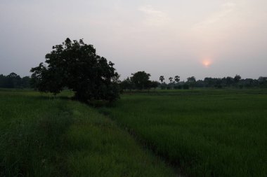 gün batımı sırasında tarım alanının görünümü