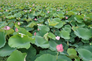 gündüz Lotus çiçek tarlası görünümü