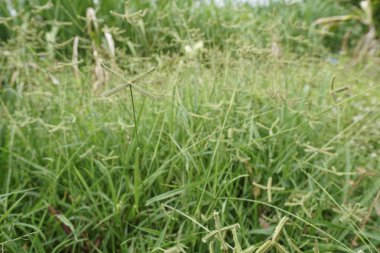 gündüz ormanda egzotik bitkilerin yakın