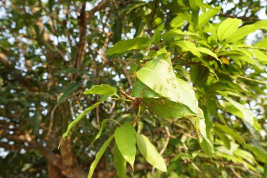 gündüz ormanda egzotik bitkilerin yakın