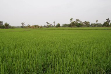 Gündüz, tarım alanının görünümü