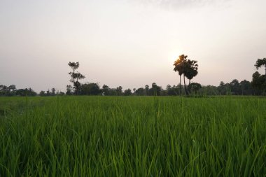 gün batımı sırasında tarım alanının görünümü