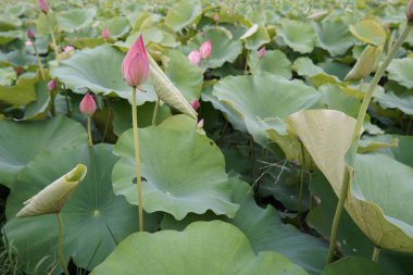 gündüz Lotus çiçek tarlası görünümü