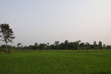 gün batımı sırasında tarım alanının görünümü