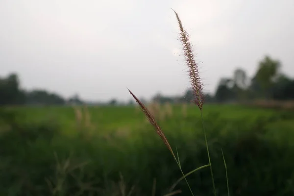 昼間の植物のクローズアップ — ストック写真