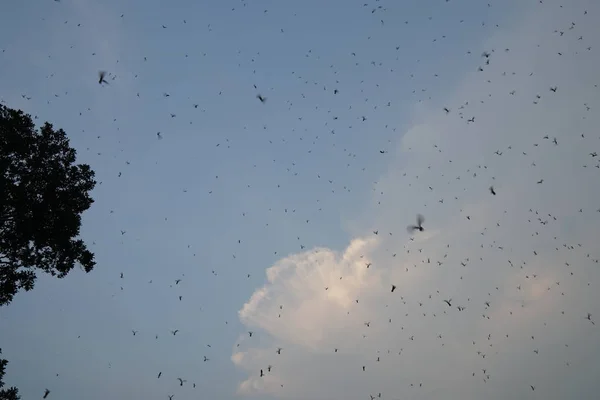 Ansicht Der Insektenhorde Auf Blauem Himmel Hintergrund — Stockfoto