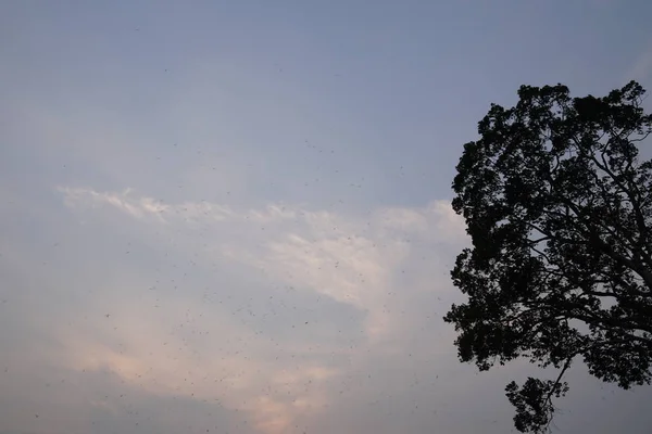Vue Horde Insectes Sur Fond Ciel Bleu — Photo