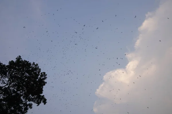 View Insect Horde Blue Sky Background — Stock Photo, Image