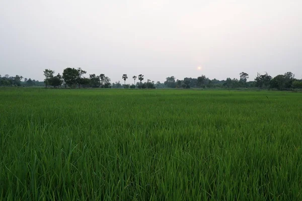 Vista Campo Agrícola Durante Pôr Sol — Fotografia de Stock