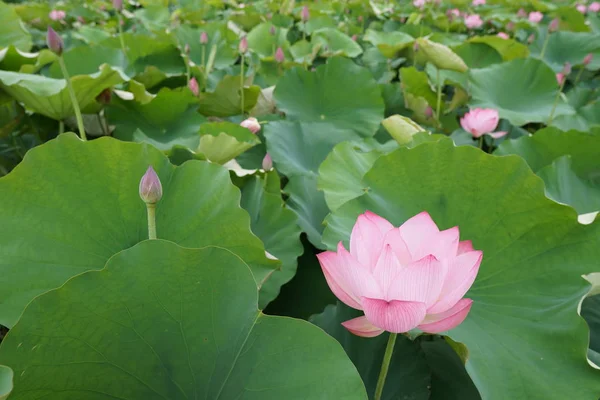 View Lotus Flowers Plantation Daytime — Stock Photo, Image