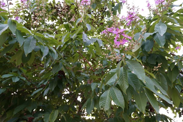 Gros Plan Plantes Exotiques Dans Forêt Jour — Photo