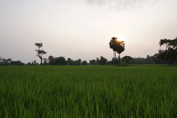Blick Auf Das Landwirtschaftliche Feld Bei Sonnenuntergang — Stockfoto