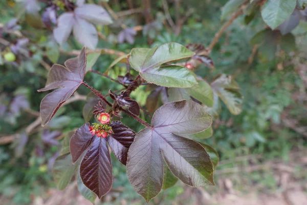 昼間の森のエキゾチックな植物のクローズアップ — ストック写真