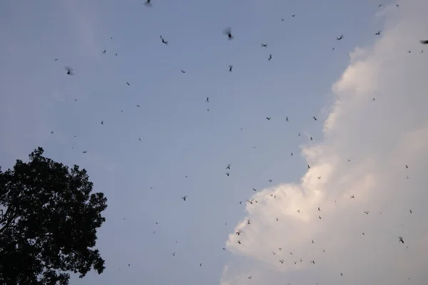 Vista Horda Insectos Sobre Fondo Azul Del Cielo — Foto de Stock