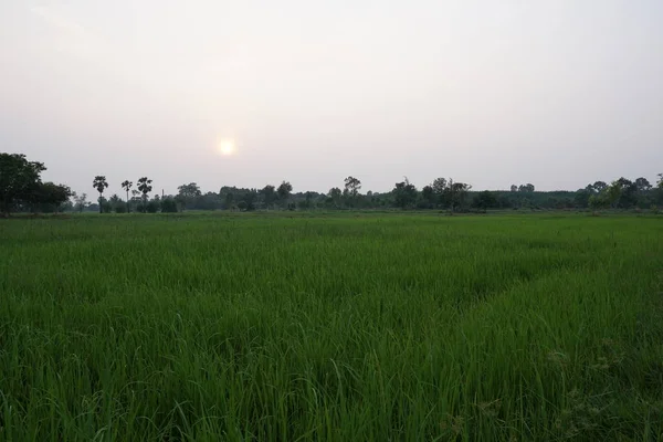 Vista Campo Agrícola Durante Pôr Sol — Fotografia de Stock