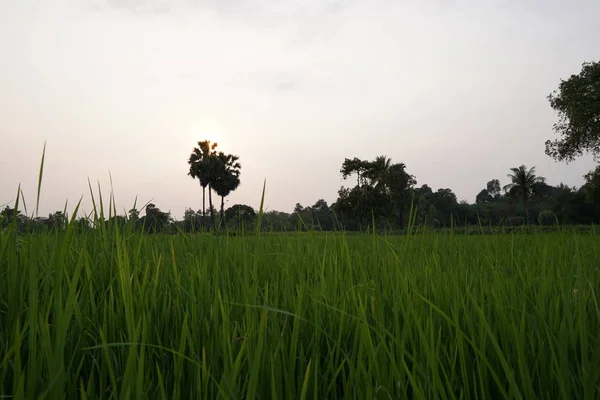 Vue Champ Agricole Coucher Soleil — Photo