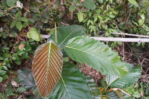 Perto Plantas Exóticas Floresta Durante Dia — Fotografia de Stock