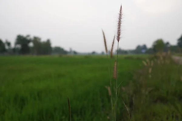 在白天关闭植物 — 图库照片