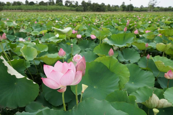 View Lotus Flowers Plantation Daytime — Stock Photo, Image