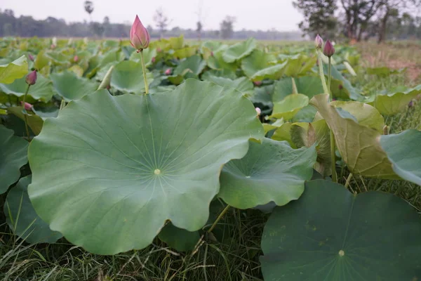 白天莲花种植园的景色 — 图库照片