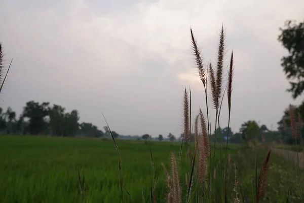 在白天关闭植物 — 图库照片