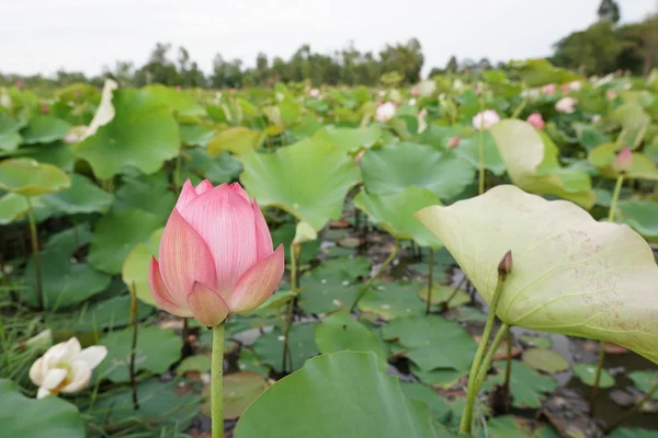 View Lotus Flowers Plantation Daytime — Stock Photo, Image