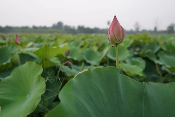 Utsikt Över Lotus Blommor Plantage Dagtid — Stockfoto