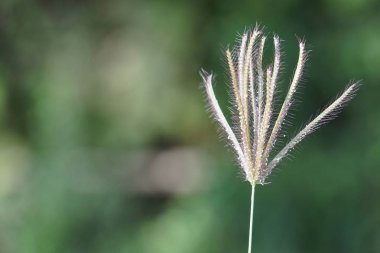gündüz ormanda egzotik bitkilerin yakın