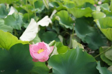 gündüz Lotus çiçek tarlası görünümü