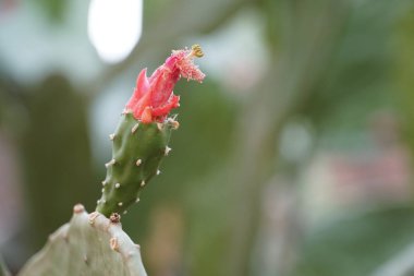 gündüz açık havada büyüyen kaktüs yakın 